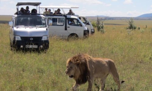 3 days 2 nights Masai mara safari Sarova Mara camp