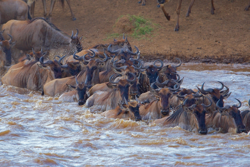 Masai Mara Migration Packages