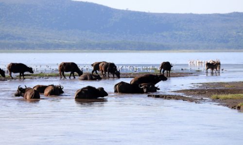 5-Day Nakuru Naivasha Masai Mara Budget Tour