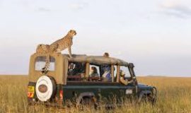 Budget Joining Safari masaimara