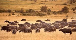 Masai Mara Group Joining Tour-3 DAYS, 2 NIGHTS: MASAI