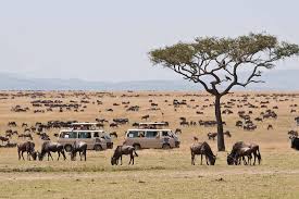 Masai Mara joining safari