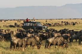 Wildlife safari Africa Tour