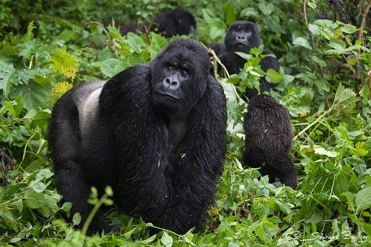 Uganda-Rwanda Tour