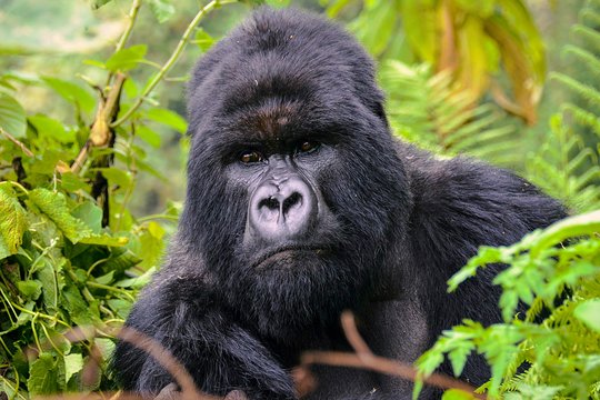 Gorilla Trekking Safari