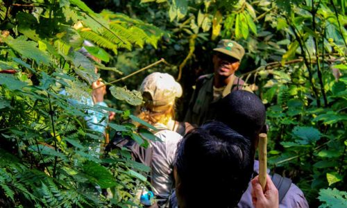 tailored gorilla safaris in Uganda and Rwanda with Gorilla Trek Africa. We offer gorilla safari packages to Bwindi, Mgahinga and Volcanoes national parks