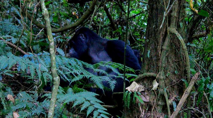 tailored gorilla safaris in Uganda and Rwanda