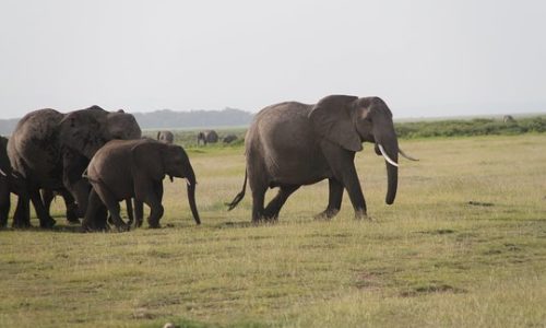 Tsavo west National park1