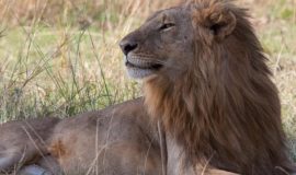 7-Day Masai Mara Safari