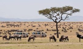 Days Masai Mara tours