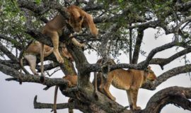 kenya-and-tanzania Safari