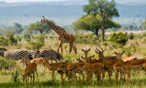 tarangire National park