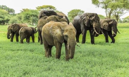 tarangire National park