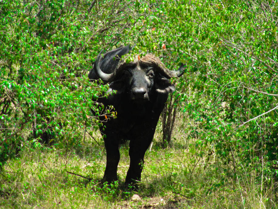 buffalo in africa