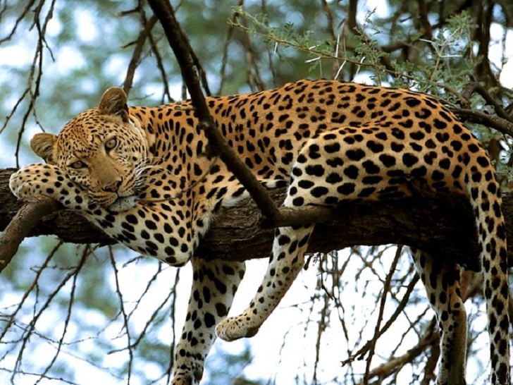 leopard in africa