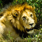 lion in africa