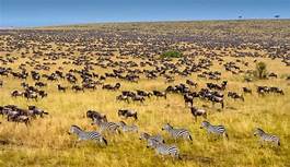 Kenya-safari-tours