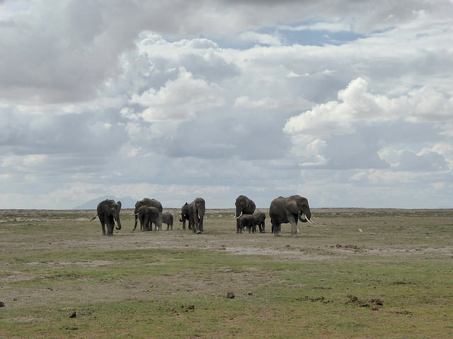 5 Days Maasai mara, Amboseli, Nakuru and Naivasha safari