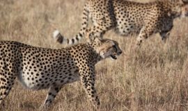 Kenya Safari Joining Tour