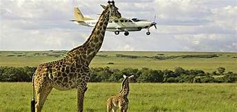 Budget Safari in Africa
