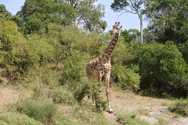 Safari Dreamer 6 Days Wildlife Safari Kenya