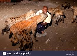 Feeding Hyenas in Africa: Harar, Ethiopia
