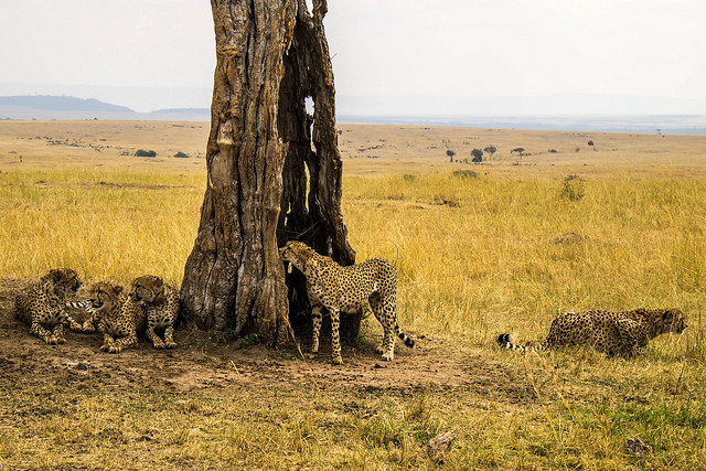 5 Days Maasai mara, Amboseli, Nakuru and Naivasha safari