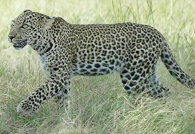 Safari Dreamer 6 Days Wildlife Safari Kenya