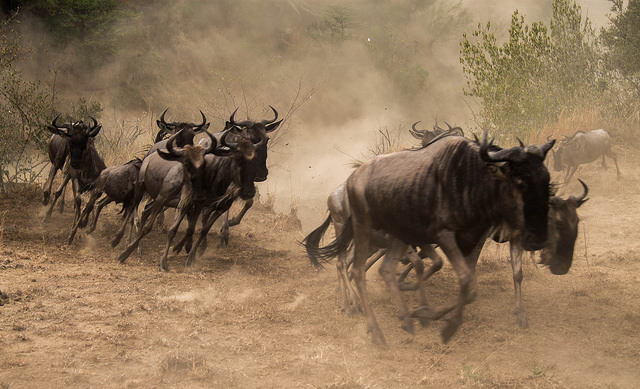 Masai Mara Migration Packages