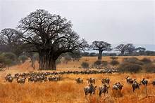 3-Day Saadani National Park Safari