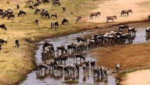 6 Day Tanzania Migration Crossing Mara River safari