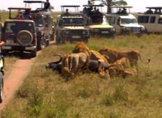 Masai Mara 3 Days Wildebeest Migration Packages