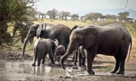 100 Best Safari Destinations in Africa