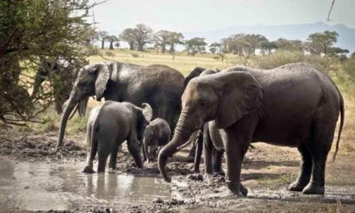 100 Best Safari Destinations in Africa