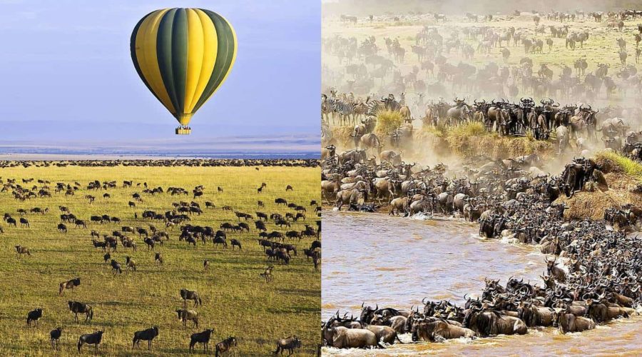 7 Days Masai Mara Lake Nakuru Lake Naivasha and Amboseli Best Experience Safari in Kenya