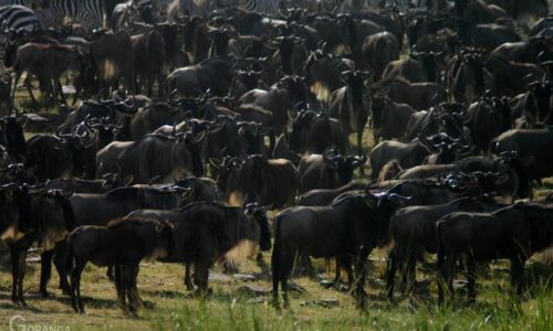 Masai Mara flying safaris