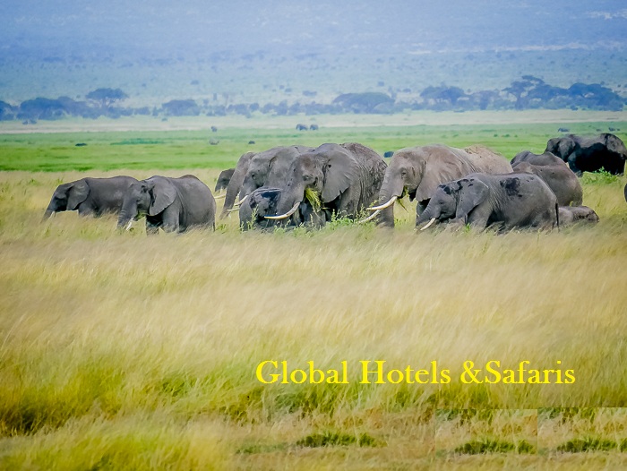 Kenya Safari amboseli