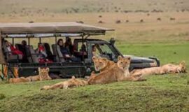 Masai Mara 3 Days Wildebeest Migration Safari – Book Now 