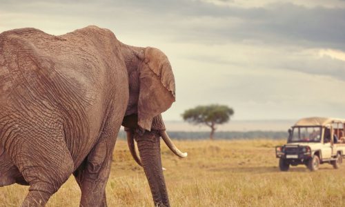 Kenya budget safaris 