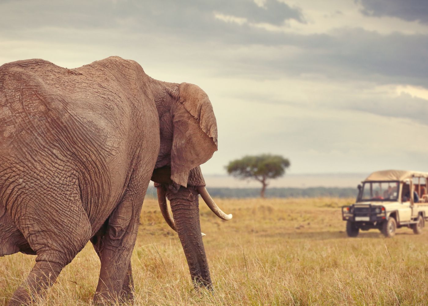 Kenya budget safaris 