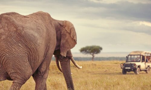 Tanzania 3days budget safari
