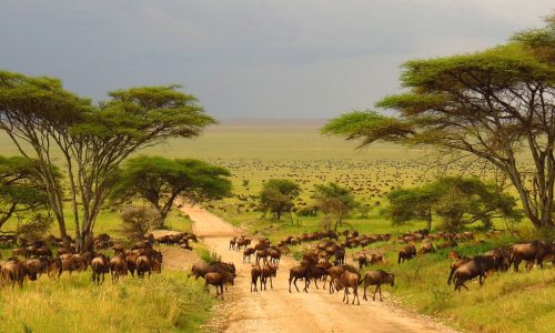 4-Day budget Tanzania Safari