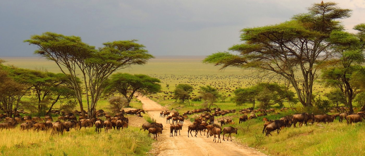 4-Day budget Tanzania Safari