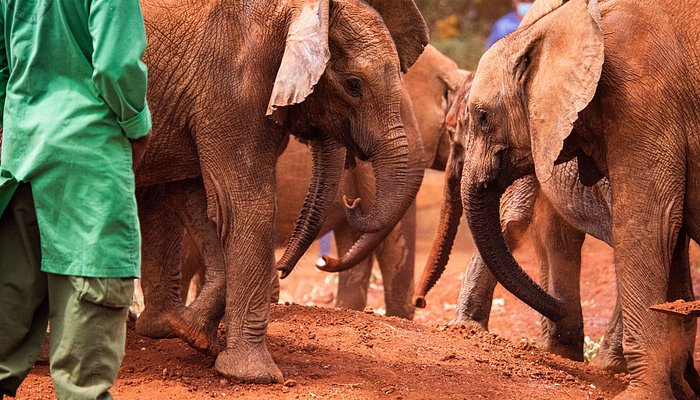 Sheldrick Wildlife Trust