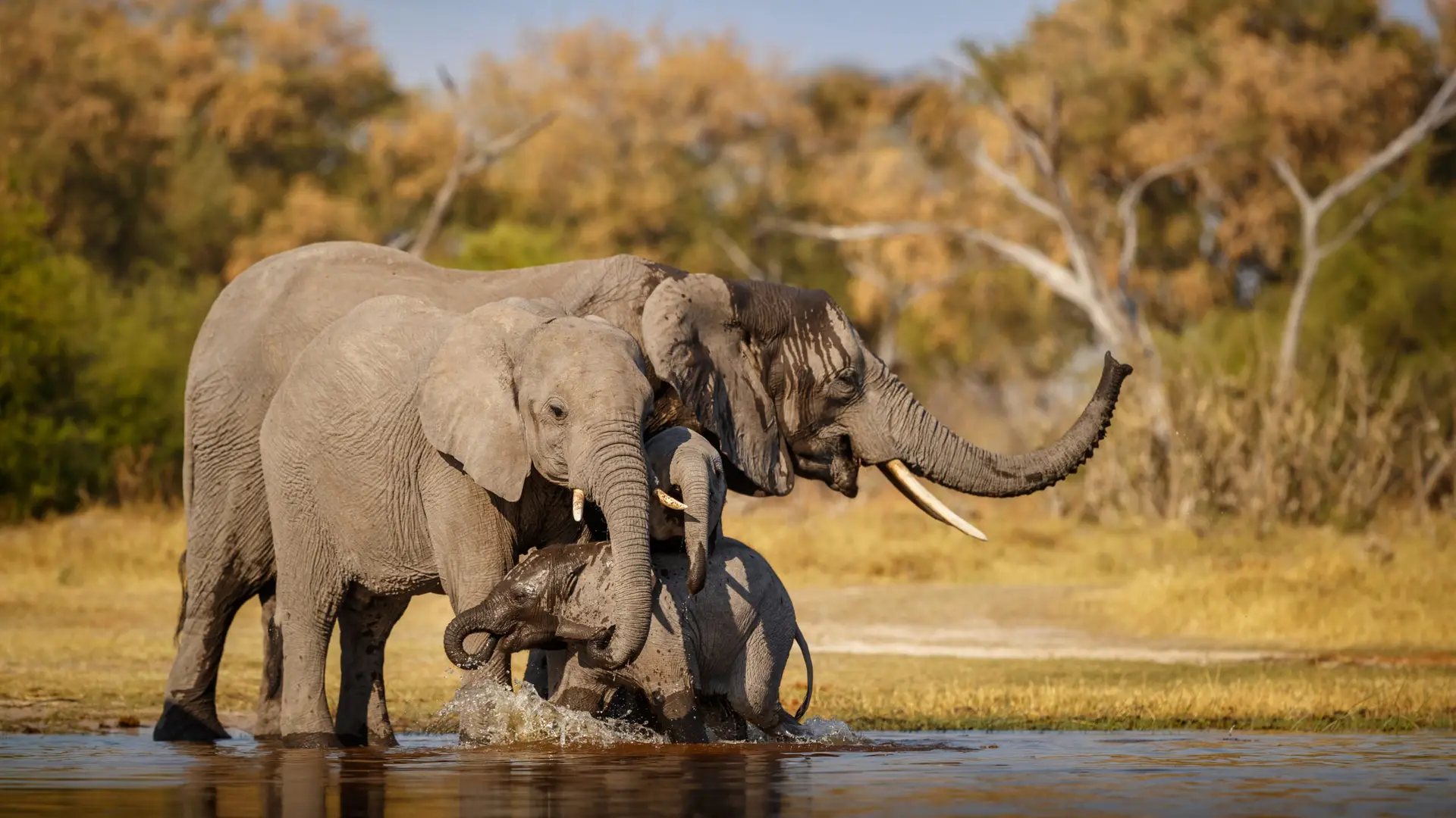 African Elephants