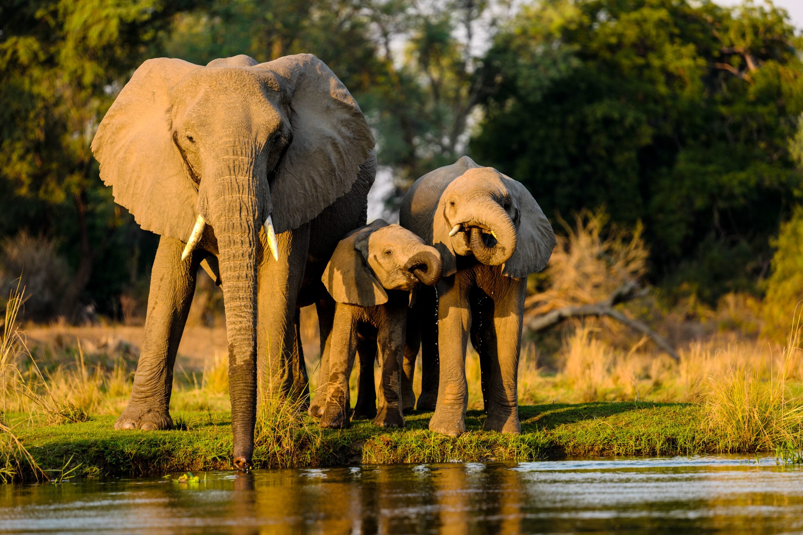 Elephants in Amboseli