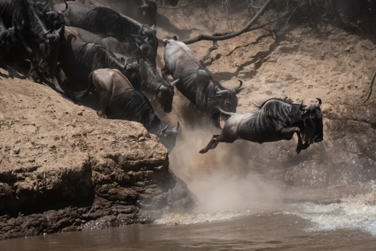 3 Days Wildebeest Migration Special Mara River Crossing Safari
